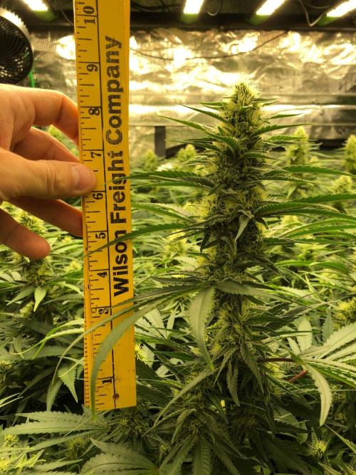 White Domina Kannabia Indoor Spring 26. Week 15