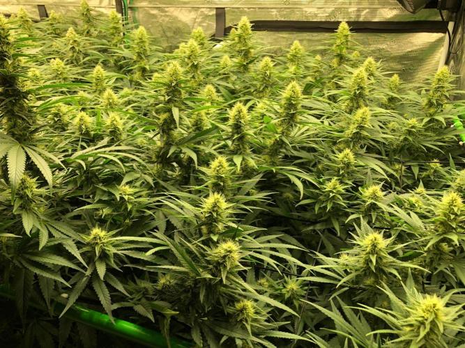 White Domina Kannabia Indoor Spring 26. Week 15