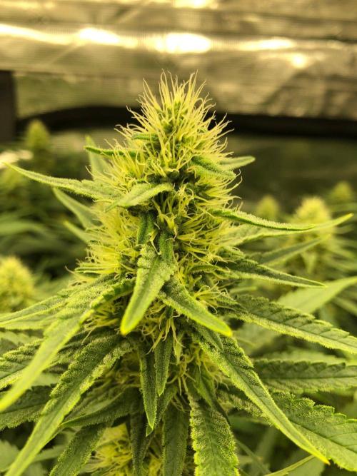 White Domina Kannabia Indoor Spring 26. Week 15