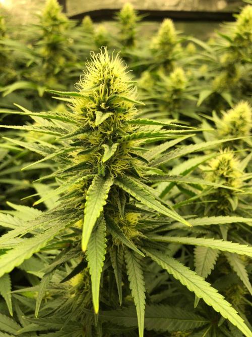White Domina Kannabia Indoor Spring 26. Week 15