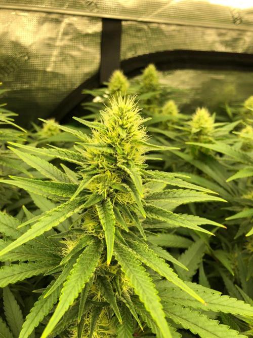 White Domina Kannabia Indoor Spring 26. Week 15