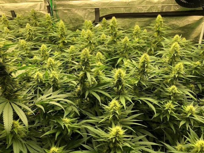 White Domina Kannabia Indoor Spring 26. Week 15
