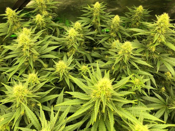 White Domina Kannabia Indoor Spring 26. Week 15