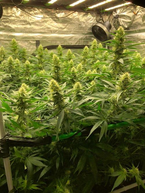 White Domina Kannabia Indoor Spring 26. Week 15