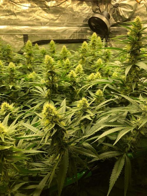 White Domina Kannabia Indoor Spring 26. Week 15