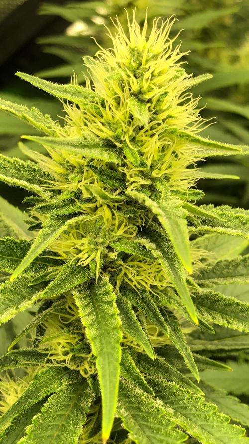 White Domina Kannabia Indoor Spring 26. Week 15