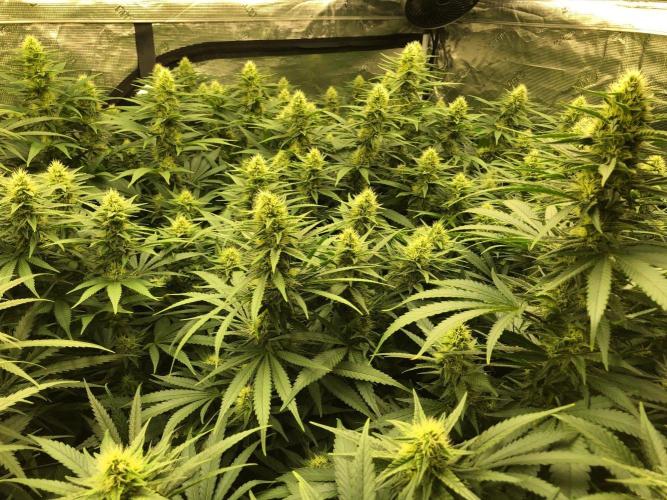 White Domina Kannabia Indoor Spring 26. Week 15
