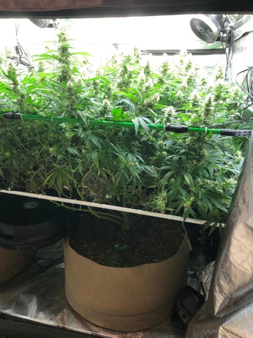 White Domina Kannabia Indoor Spring 26. Week 15