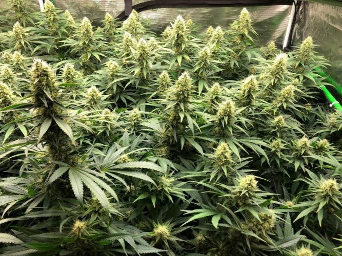 White Domina Kannabia Indoor Spring 26. Week 15