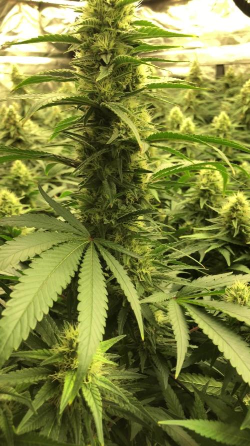 White Domina Kannabia Indoor Spring 26