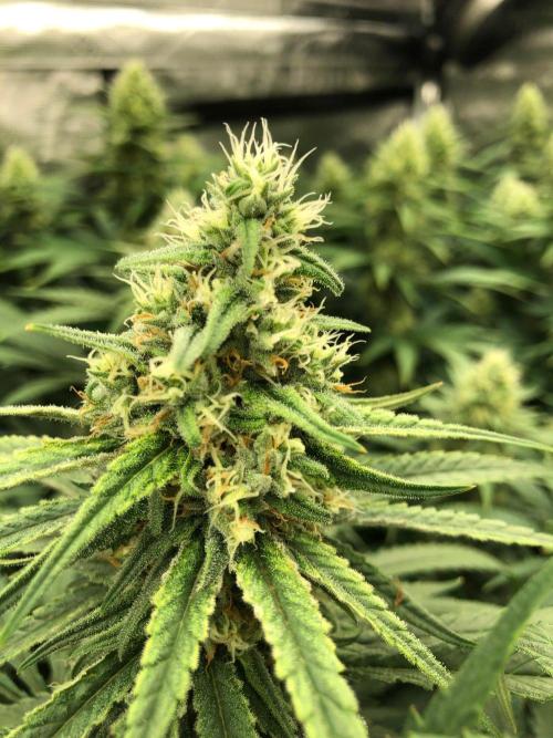 Critical Purple Kush Seedsman Indoor. Week 15