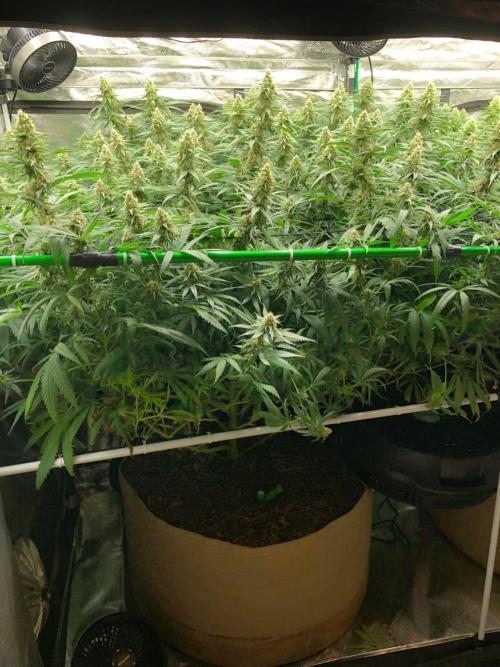 Critical Purple Kush Seedsman Indoor. Week 15