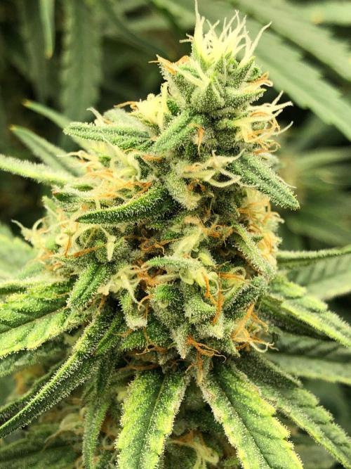 Critical Purple Kush Seedsman Indoor. Week 15