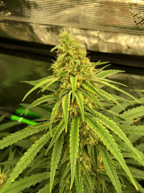 Critical Purple Kush Seedsman Indoor. Week 15