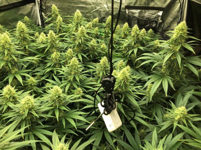 Critical Purple Kush Seedsman Indoor. Week 15