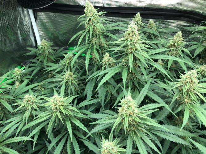 Critical Purple Kush Seedsman Indoor. Week 15