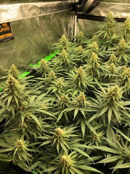 Critical Purple Kush Seedsman Indoor. Week 15