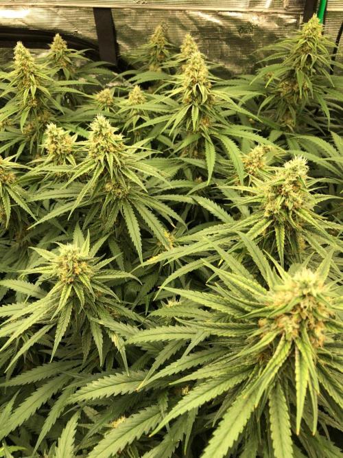 Critical Purple Kush Seedsman Indoor. Week 15