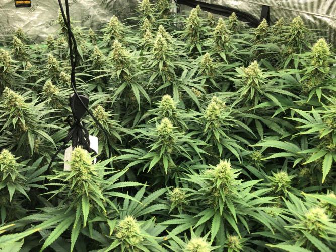 Critical Purple Kush Seedsman Indoor. Week 15
