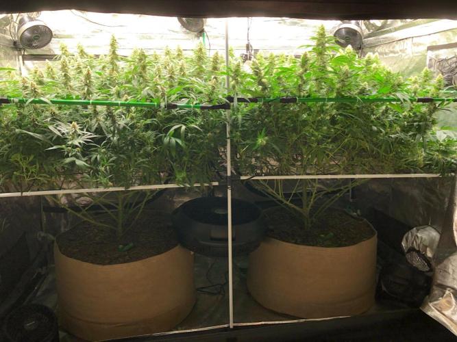 Critical Purple Kush Seedsman Indoor. Week 15
