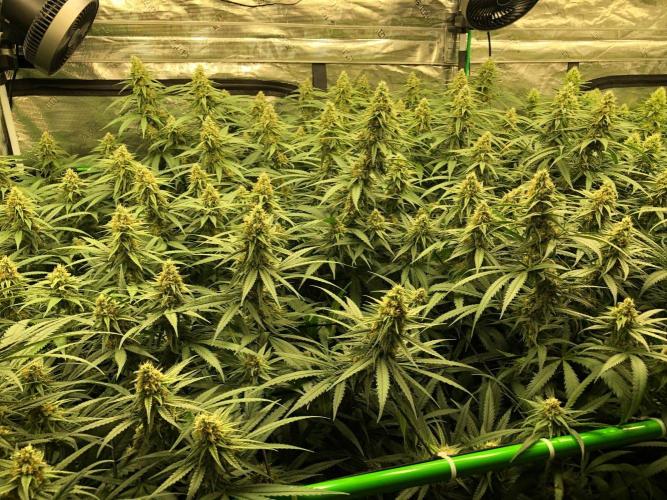 Critical Purple Kush Seedsman Indoor. Week 15