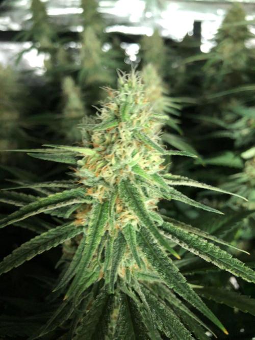 Critical Purple Kush Seedsman Indoor. Week 15