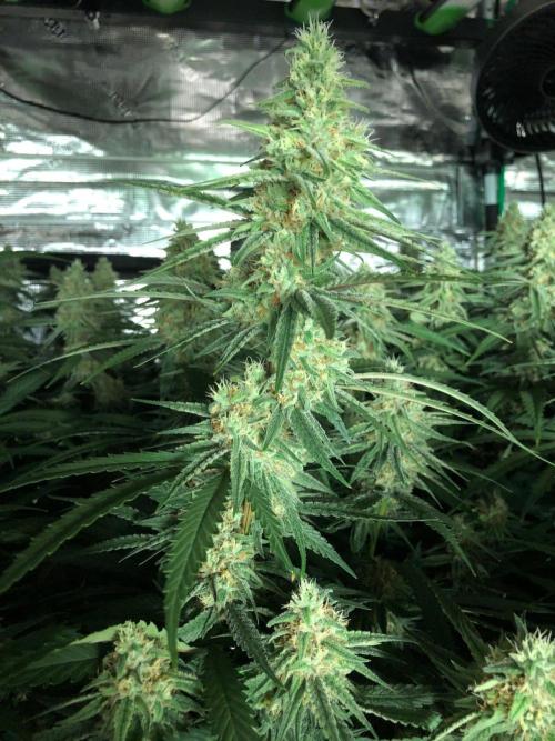 Critical Purple Kush Seedsman Indoor. Week 15