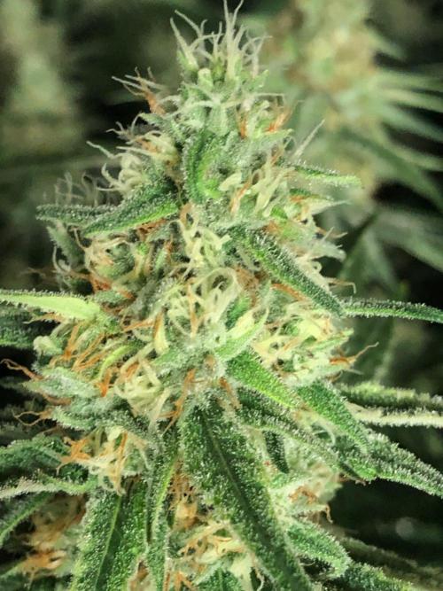 Critical Purple Kush Seedsman Indoor. Week 15