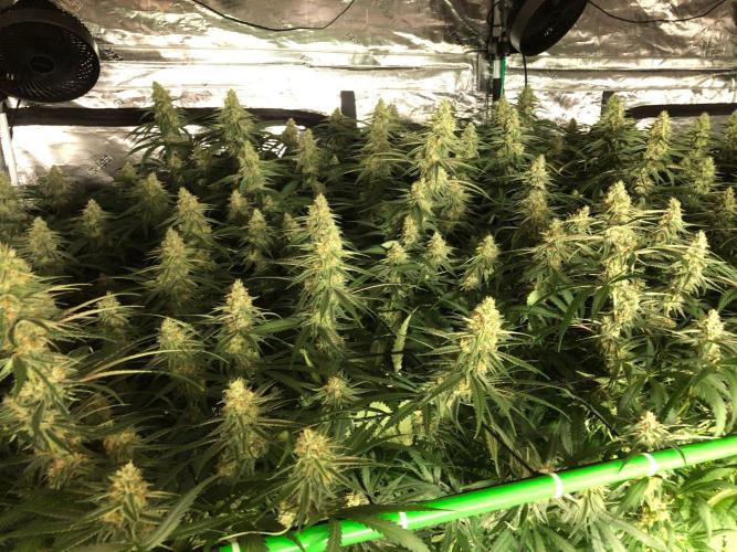 Critical Purple Kush Seedsman Indoor. Week 15