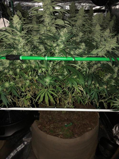 Critical Purple Kush Seedsman Indoor. Week 15