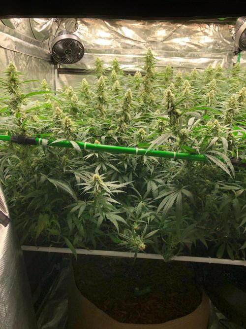 Critical Purple Kush Seedsman Indoor. Week 15