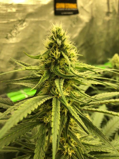 Critical Purple Kush Seedsman Indoor. Week 15