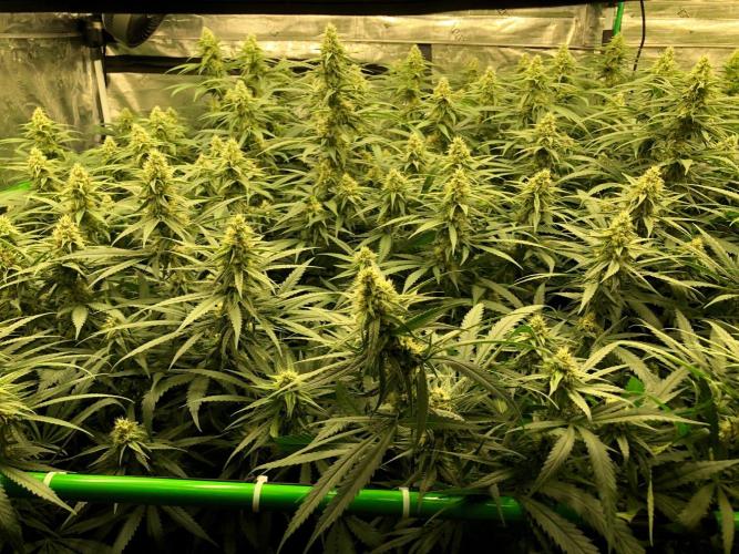 Critical Purple Kush Seedsman Indoor. Week 15