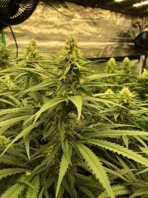Critical Purple Kush Seedsman Indoor. Week 15