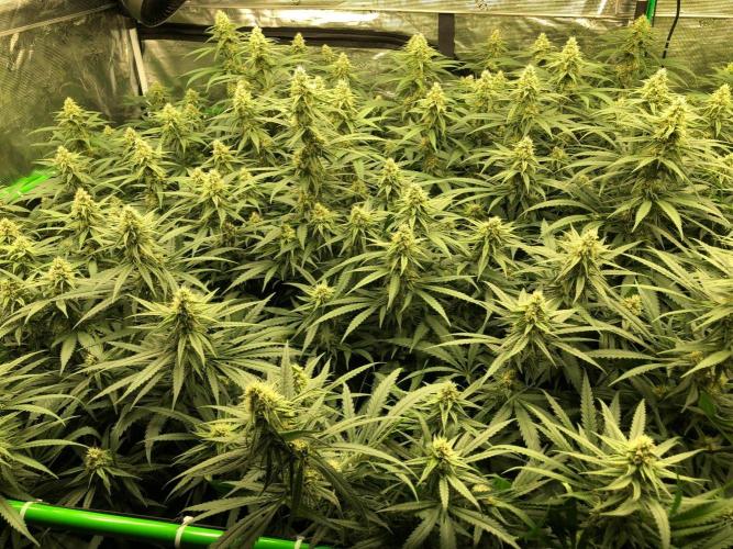 Critical Purple Kush Seedsman Indoor. Week 15
