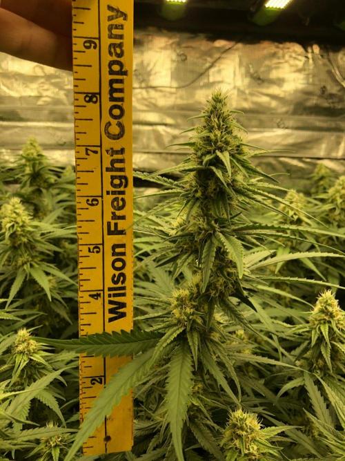 Critical Purple Kush Seedsman Indoor. Week 15