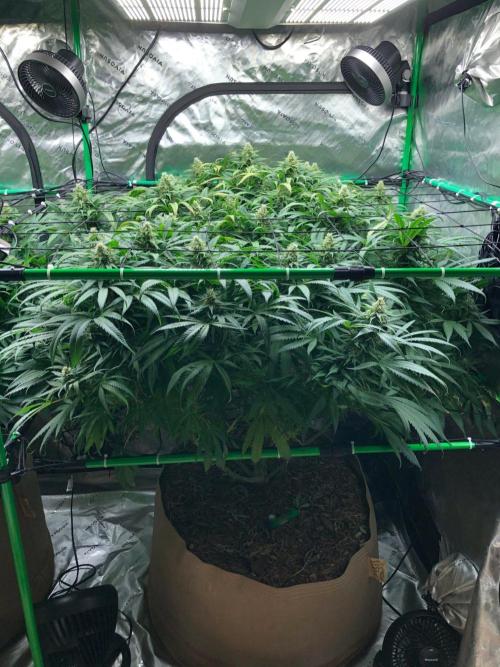 Colombian Jack Kannabia Indoor Spring 26. Week 15