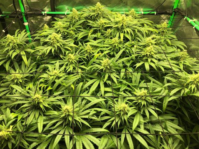 Colombian Jack Kannabia Indoor Spring 26. Week 15
