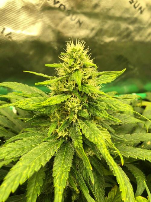 Colombian Jack Kannabia Indoor Spring 26. Week 15