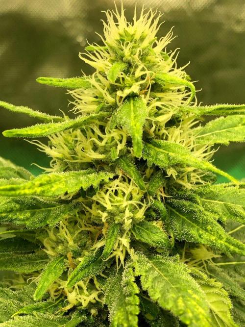 Colombian Jack Kannabia Indoor Spring 26. Week 15