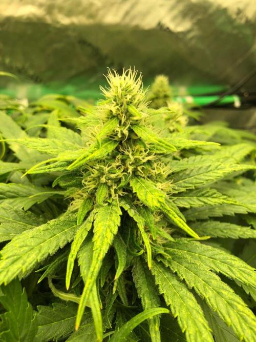 Colombian Jack Kannabia Indoor Spring 26. Week 15