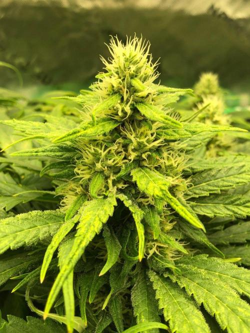 Colombian Jack Kannabia Indoor Spring 26. Week 15