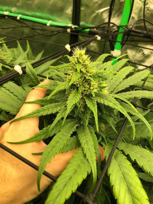 Colombian Jack Kannabia Indoor Spring 26. Week 15