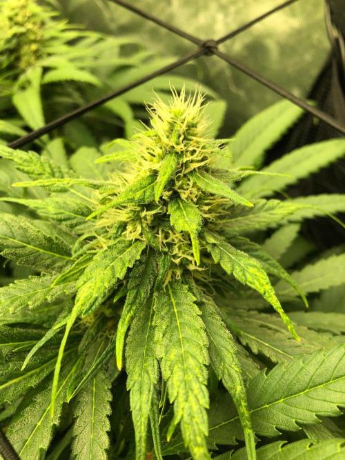 Colombian Jack Kannabia Indoor Spring 26. Week 15