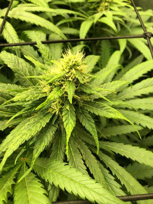 Colombian Jack Kannabia Indoor Spring 26. Week 15