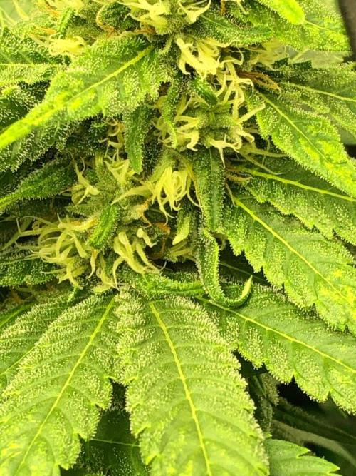 Colombian Jack Kannabia Indoor Spring 26. Week 15