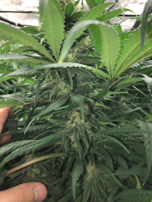Colombian Jack Kannabia Indoor Spring 26. Week 15