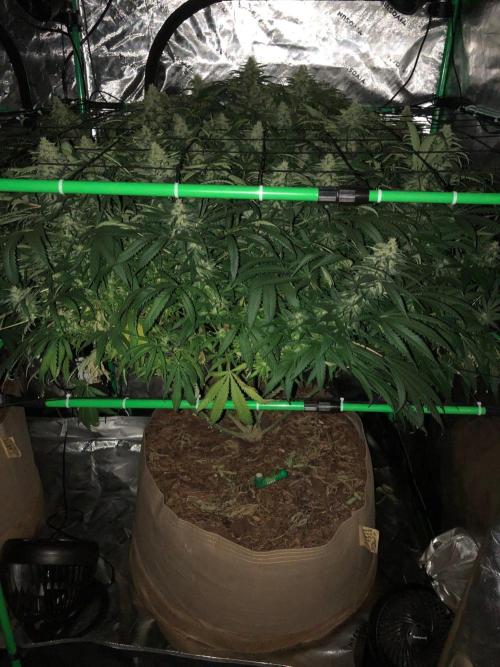 Colombian Jack Kannabia Indoor Spring 26. Week 15