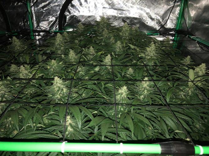 Colombian Jack Kannabia Indoor Spring 26. Week 15