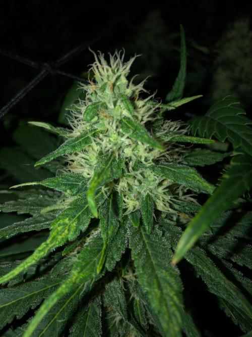 Colombian Jack Kannabia Indoor Spring 26. Week 15